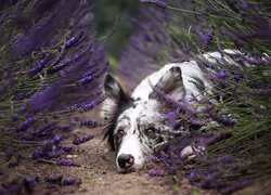 Leżący, Pies, Border collie, Mordka, Lawenda