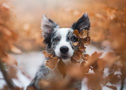 Pies, Border collie, Mordka, Pożółkłe, Liście