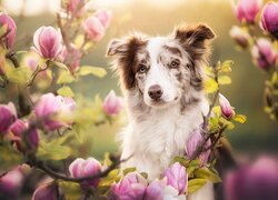 Border collie wśród magnolii