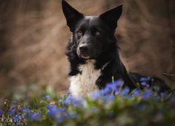 Pies, Border collie, Kwiaty, Rozmyte, Tło