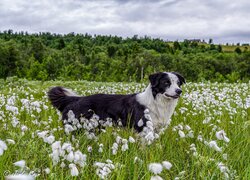 Border collie wśród roślin na łące