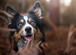 Pies, Border collie, Rośliny, Rozmyte tło