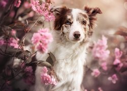 Border collie wśród różowych kwiatów