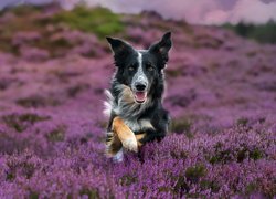 Pies, Border collie, Wrzosy, Wrzosowisko