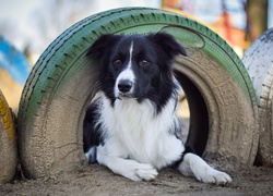 Border Collie wygląda z opony samochodowej