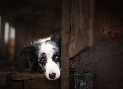 Szopa, Border collie, Pyszczek