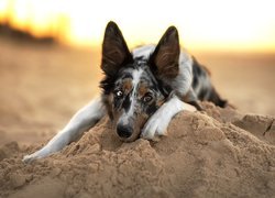 Leżący, Pies, Border collie, Mordka, Piasek