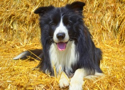 Border collie wyleguje się na słomie