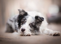 Pies, Border collie, Mordka