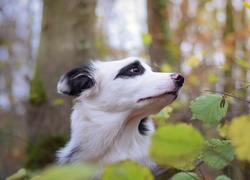 Głowa, Border collie, Liście