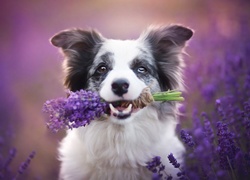 Border collie, Bukiet, Lawendy