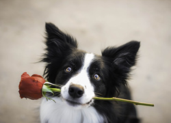 Border collie z czerwoną różą w pyszczku