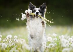 Border collie z dmuchawcami w zębach
