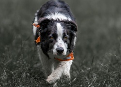 Border collie, Chustka