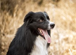 Pies, Border collie, Mordka, Jęzor, Rozmyte, Tło, Bokeh