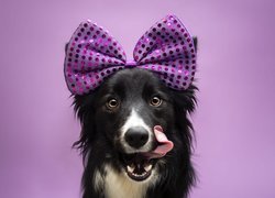 Pies, Border collie, Kokardka