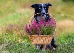 Border collie z koszykiem wrzosów w pysku