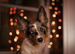 Pies, Border collie, Mordka, Światełka