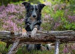 Border collie z łapkami na konarze