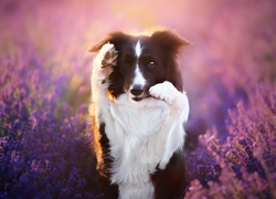 Border collie z łapkami w górze wśród lawendy