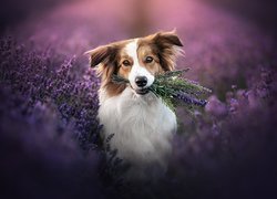 Border collie z lawendą w pyszczku