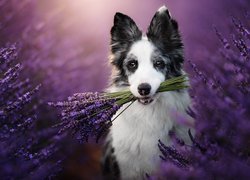 Border collie, Pies, Lawenda