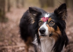 Border collie z listkiem na głowie