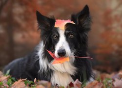 Border collie z listkiem w pyszczku