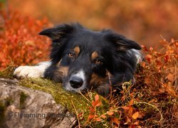 Pies, Border collie, Mordka, Kamień, Rośliny