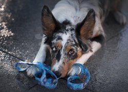 Leżący, Pies, Border collie, Mordka, Smycz