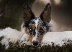 Border collie z mordką na śniegu