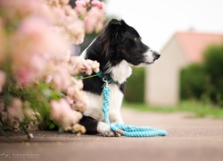 Pies, Border collie, Smycz, Kwiaty, Droga