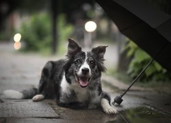 Pies, Border collie, Chodnik, Parasol