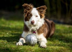 Pies, Border collie, Piłka, Trawa