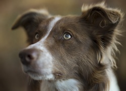 Pies, Border collie, Głowa