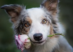 Border collie z różą w mordce