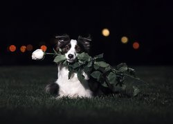 Border collie z różą w pyszczku