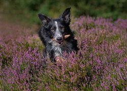 Border collie z szyszką w pysku we wrzosach