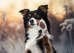 Border collie z uniesioną łapką