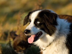 Border collie, Głowa, Pysk, Język