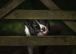 Pies, Border collie, Ogrodzenie