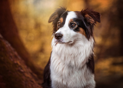 Border collie zaopatrzony w dal