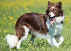 Pies, Border collie, Łąka, Trawa, Kwiaty