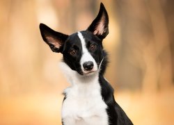 Border collie ze stojącymi uszami