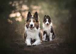 Dwa, Psy, Border collie, Szczeniak