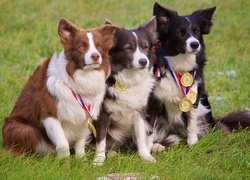 Psy, Border collie, Łąka, Trawa, Medale