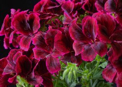 Bordowe, Kwiaty, Pelargonia