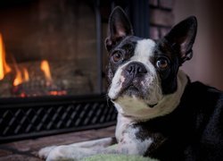 Boston terrier przy kominku