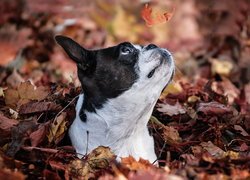 Boston terrier w opadłych liściach