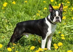 Czarno-biały, Boston terrier, Mniszek